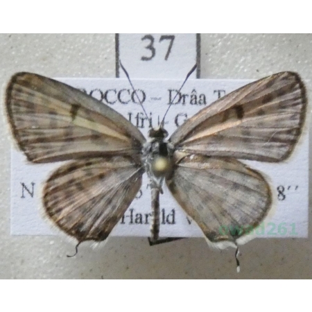 Tarucus rosacea (Austaut, 1885) male Morocco37